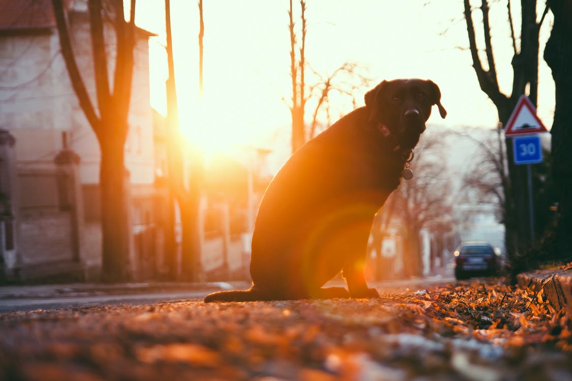 dog