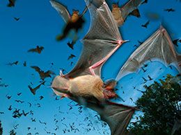 bat