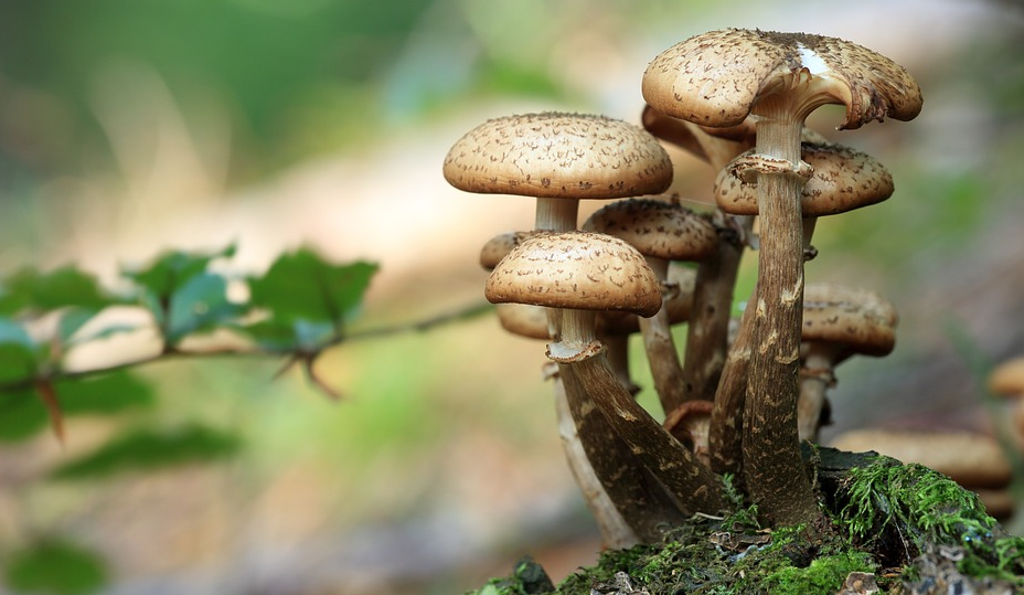 Wild shroom