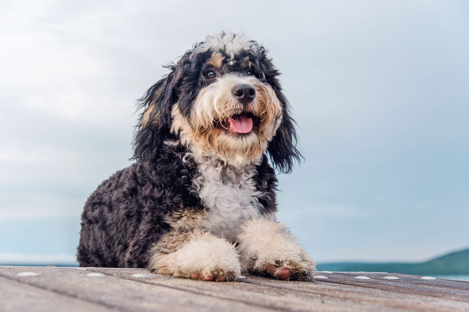 bernedoodle